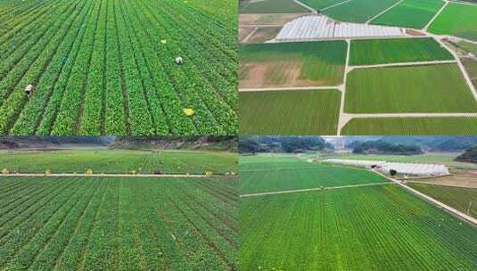 4k航拍贵州山区蔬菜基地 菜心种植采收高清在线视频素材下载