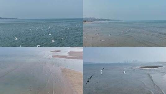 海鸥升格高清在线视频素材下载