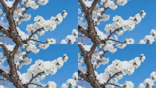 蓝天积雪白梅傲雪绽放唯美风景视频高清在线视频素材下载