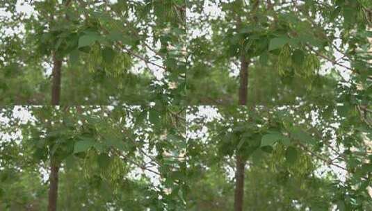 绿树枝叶繁茂景象高清在线视频素材下载