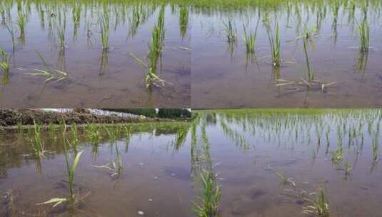 刚插秧的秧苗 稻田007高清在线视频素材下载