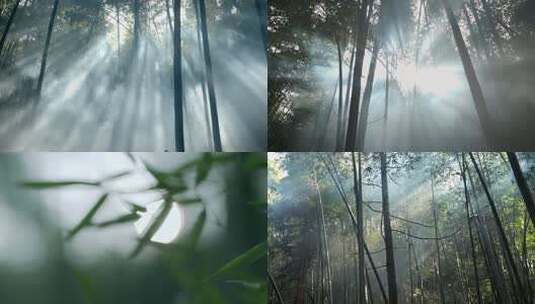 竹林丁达尔光高清在线视频素材下载