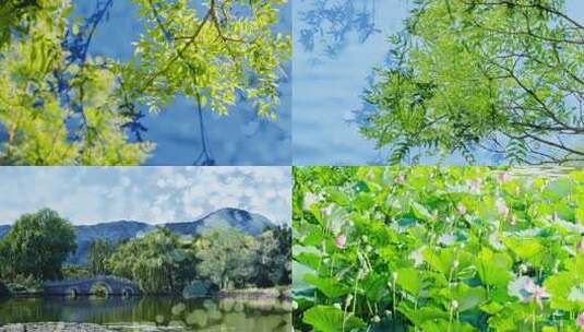 双重曝光树叶光影树荫自然清新夏天小暑夏至高清在线视频素材下载