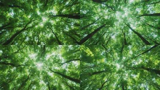 森林仰视阳光穿透树叶景象高清在线视频素材下载