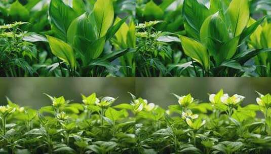 生机盎然的绿色植物生长延时高清在线视频素材下载