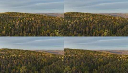 大兴安岭森林秋季风景航拍高清在线视频素材下载