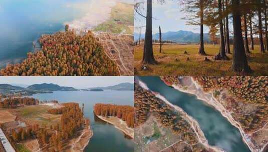 宁波余姚四明湖水杉秋天景色航拍4K高清在线视频素材下载