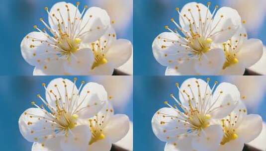 傲雪寒梅绽放 唯美白色梅花特写高清在线视频素材下载