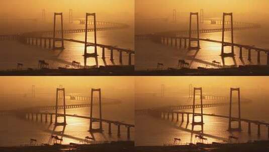 金色日出下的深中通道高清在线视频素材下载