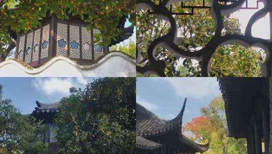 苏州拙政园桂花地拍综合运镜13镜高清在线视频素材下载