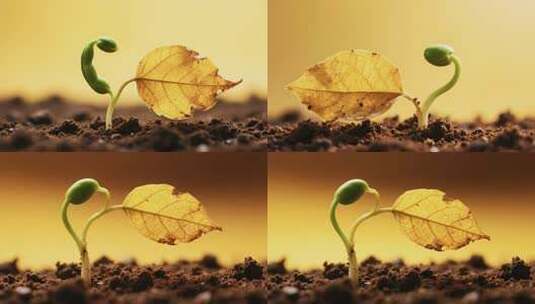 破土而出的植物幼苗与枯叶高清在线视频素材下载