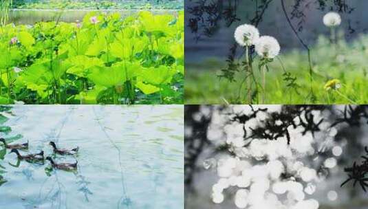 夏天阳光树叶光影逆光小清新空镜双重曝光高清在线视频素材下载