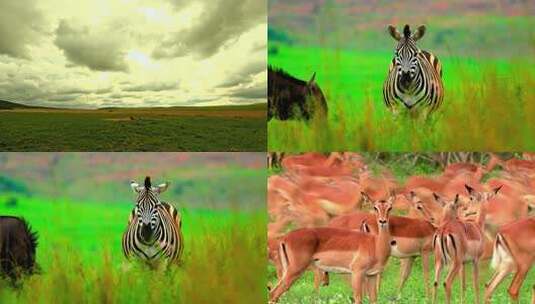 草原野生动物高清在线视频素材下载