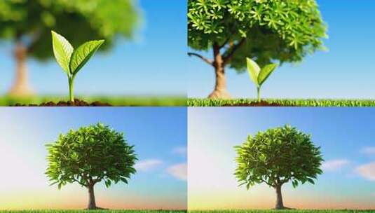 新生绿植特写素材高清在线视频素材下载