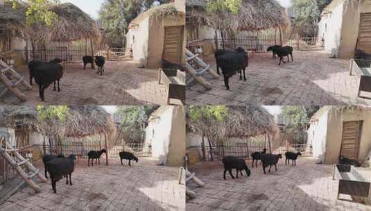 农舍院子里的黑绵羊高清在线视频素材下载