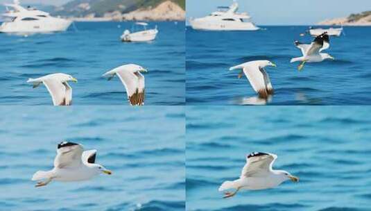 海上飞翔的海鸥与游艇景观高清在线视频素材下载