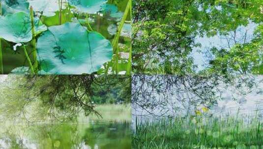 唯美荷塘荷花意境禅意双重曝光高清在线视频素材下载