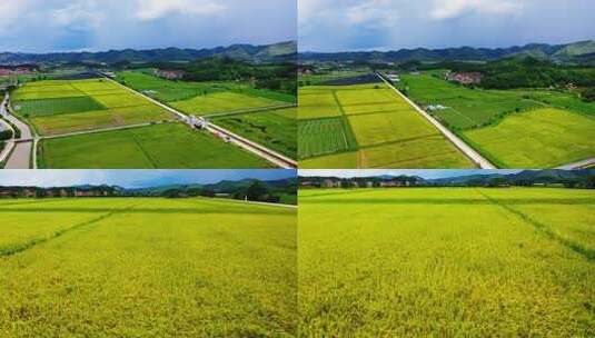 航拍广东水稻谷机械化收割粮食高清在线视频素材下载