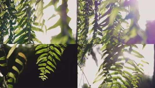 阳光照耀下的蕨类植物高清在线视频素材下载