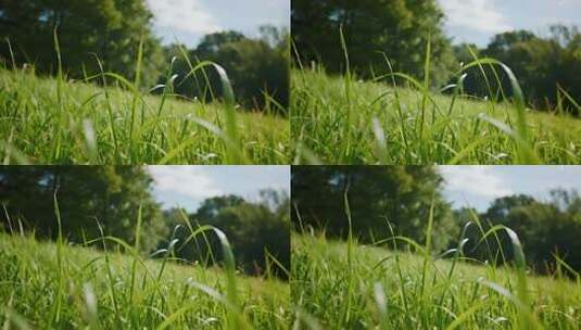 处暑白露草地清新自然特写视频高清在线视频素材下载