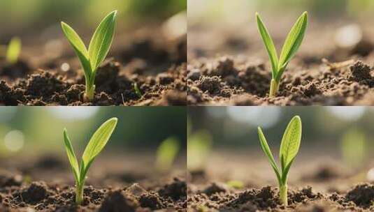 破土而出的嫩绿植物幼苗高清在线视频素材下载