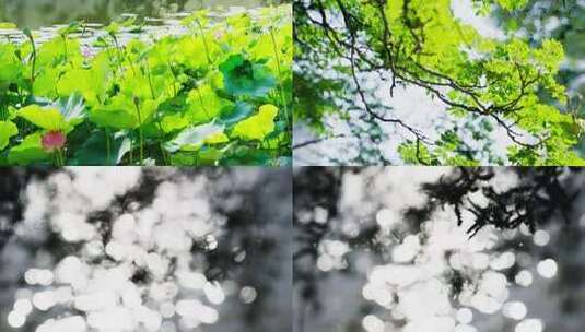 夏天阳光树叶光影逆光小清新空镜双重曝光高清在线视频素材下载