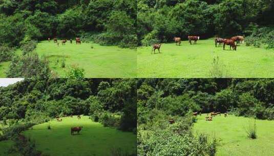 山间的牛群4K航拍森林草地里的动物高清在线视频素材下载