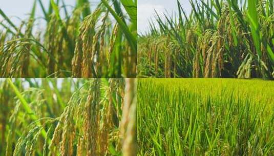 金黄饱满稻穗特写高清在线视频素材下载