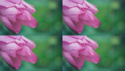 夏季下雨时荷花特写高清在线视频素材下载