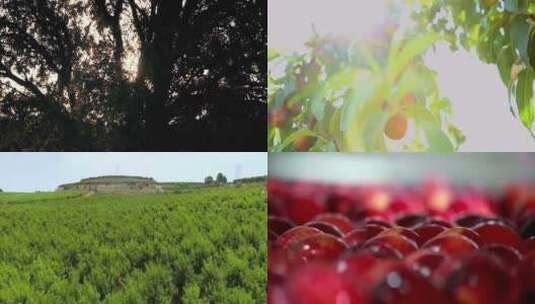 万亩果园桃子成熟加工包装销售高清在线视频素材下载