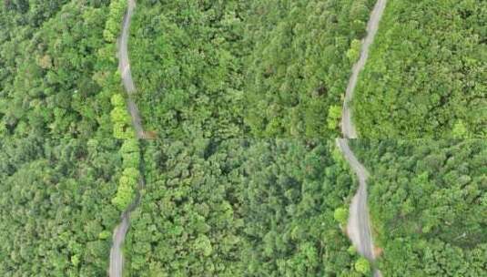 森林公路航拍山路树林道路俯拍林间道路风景高清在线视频素材下载