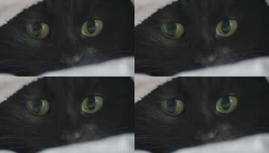 黑猫的眼睛绿色眼高清在线视频素材下载
