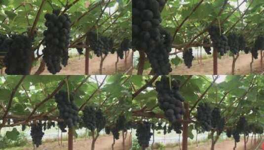 成熟紫葡萄葡萄园葡萄高清在线视频素材下载