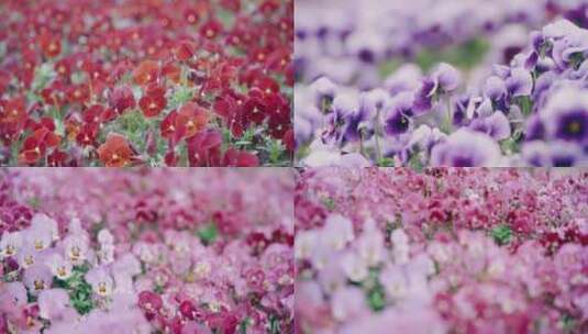 多种颜色的三色堇花朵，上海陆家嘴中心绿地高清在线视频素材下载