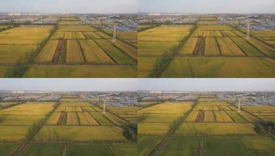 秋收水稻 稻田 农业农村 美丽乡村 航拍高清在线视频素材下载