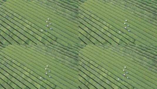 茶叶茶山采茶茶园茶叶红茶绿茶春茶茶叶茶高清在线视频素材下载