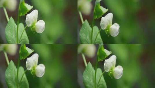 豆角花 绿叶 细雨高清在线视频素材下载