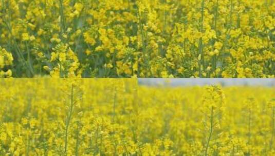 春天田野里一大片油菜花盛开高清在线视频素材下载