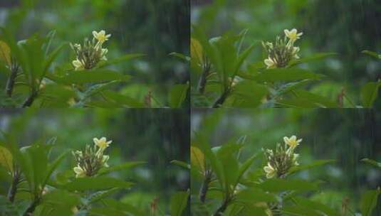 叶子上的水滴 雨中植物 雨点落在绿色植物上高清在线视频素材下载