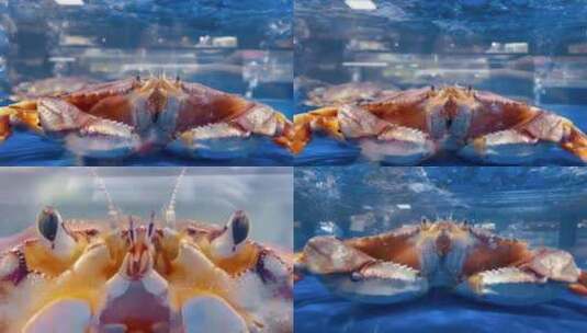 海鲜区鱼缸面包蟹高清在线视频素材下载