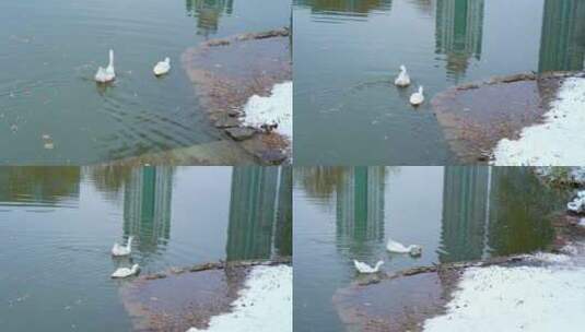 冬天湖中觅食的大白鹅高清在线视频素材下载