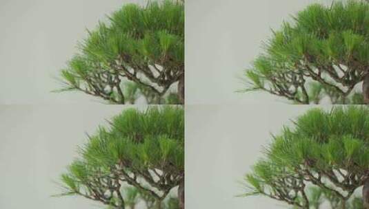 苏州本色美术馆-松树盆景高清在线视频素材下载