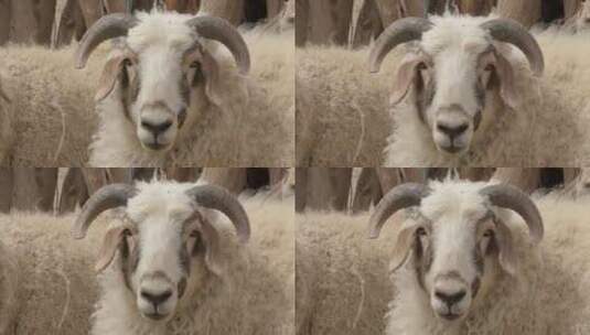 绵羊高清在线视频素材下载
