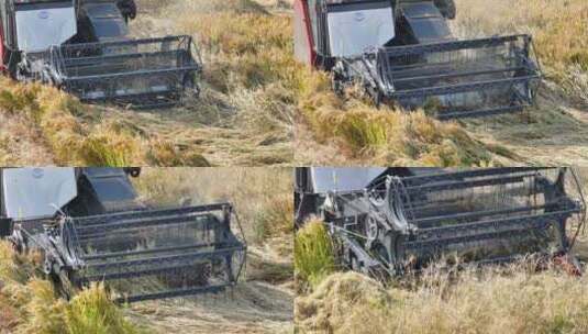 农村田野收割小麦收割机运输高清在线视频素材下载