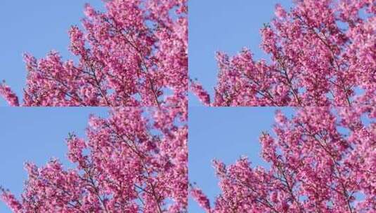 实拍昆明冬樱花绽放高清在线视频素材下载
