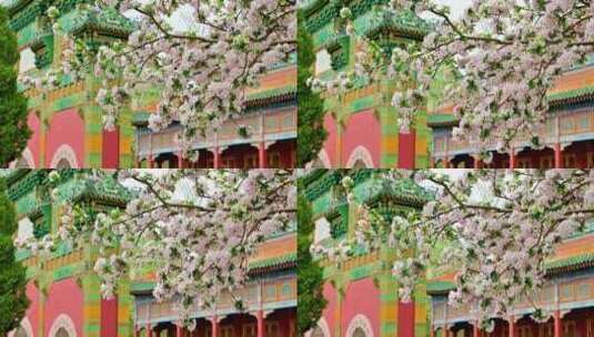 春天北海公园中式建筑前盛开的白色海棠花高清在线视频素材下载