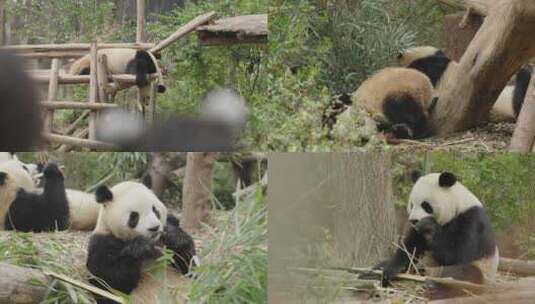 大小熊猫高清在线视频素材下载