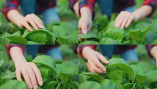 蔬菜农业农场高清在线视频素材下载