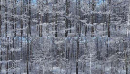 银装素裹冰雪松林高清在线视频素材下载