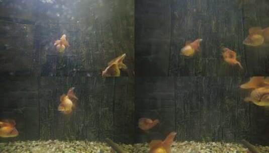 动物园的金鱼红龙睛蝶尾高清在线视频素材下载